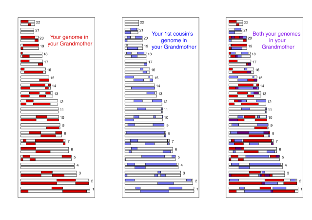 DNA overlap between first cousins and their common grandmother (GCBias.org)