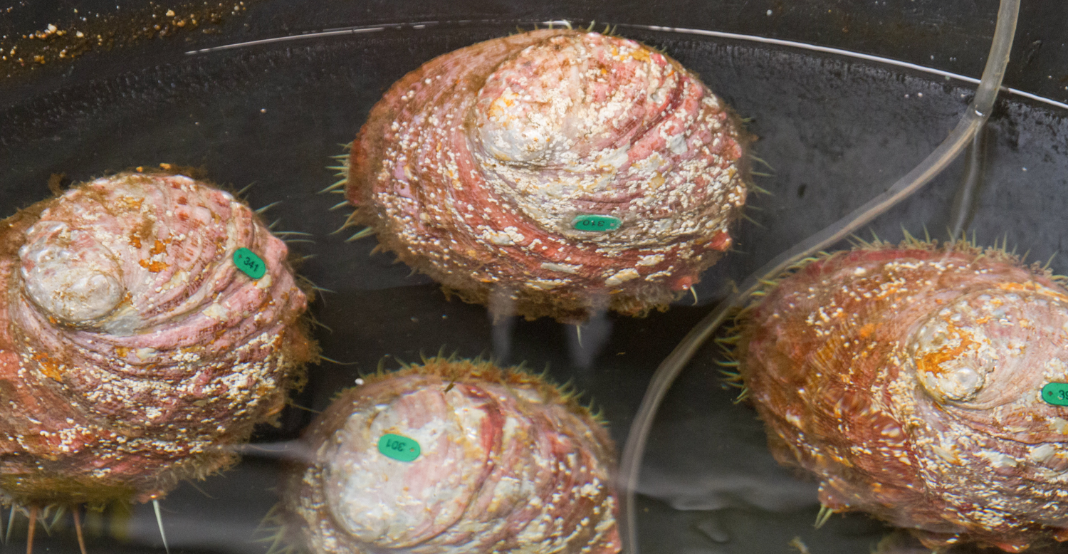 White abalone soak in a tub