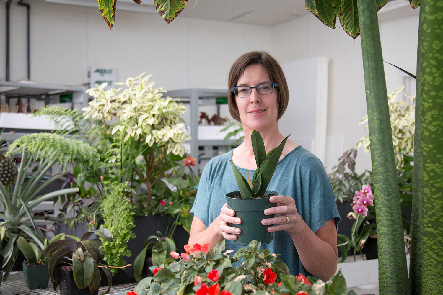 Untangling the Complexity of the Plant Circadian Clock | College of ...