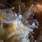 Closeup shot of coral tentacles