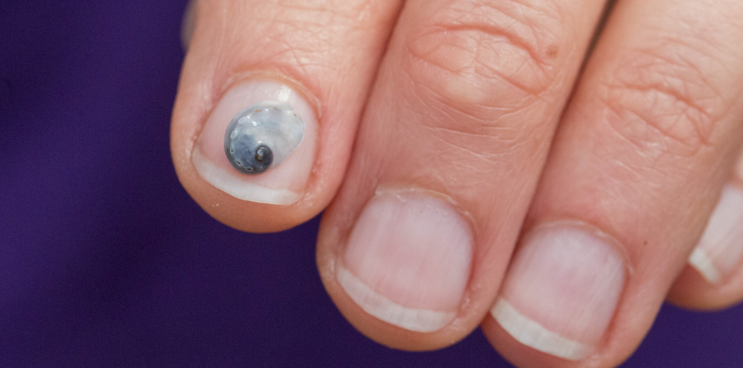 A baby white abalone rests on a human fingernail