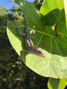 Anolis scriptus lizard