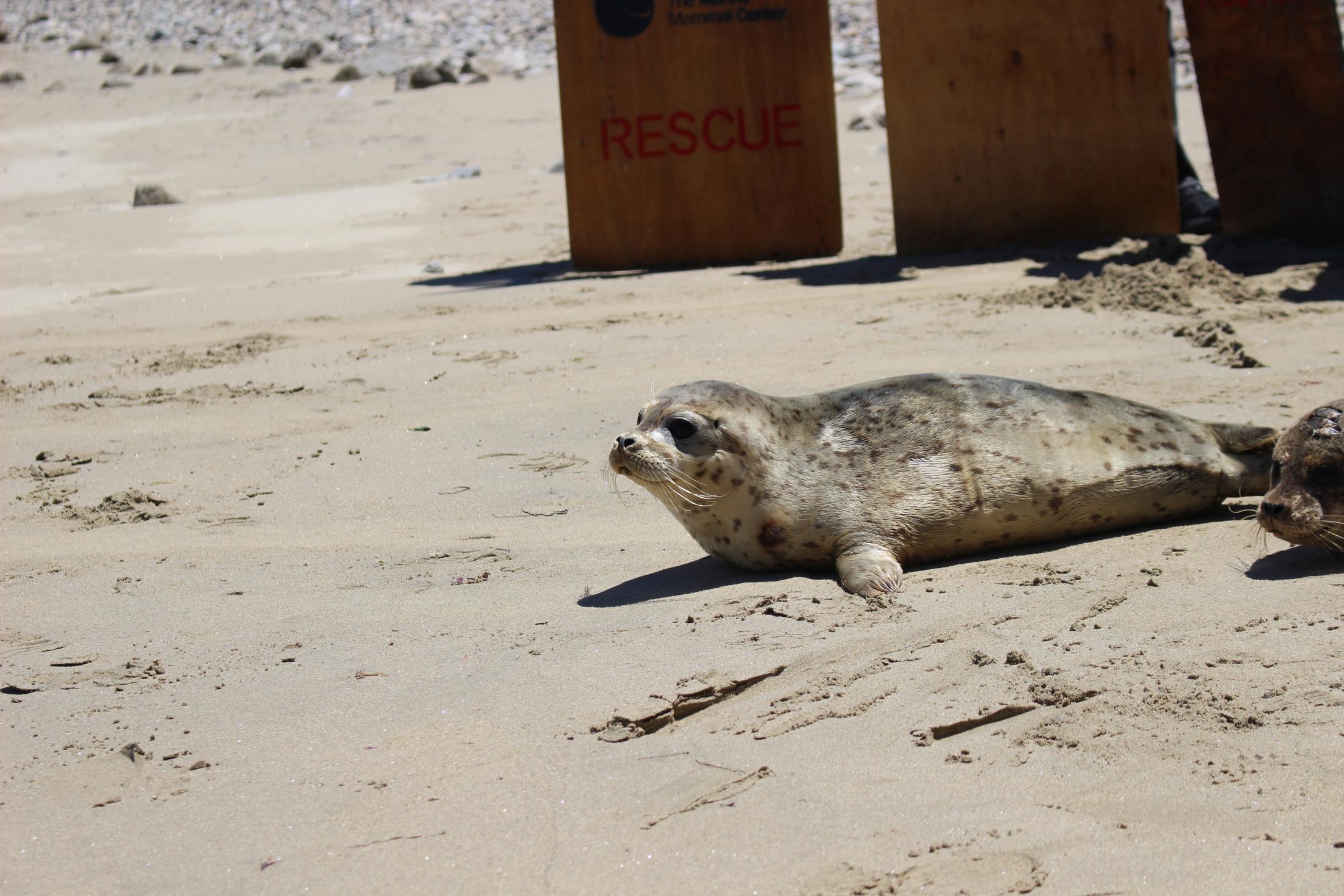 Seal pup