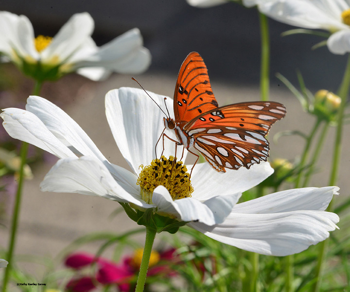 A Gulf Fritillary butterfly nectars on a cosmos. Kathy Keatley Garvey