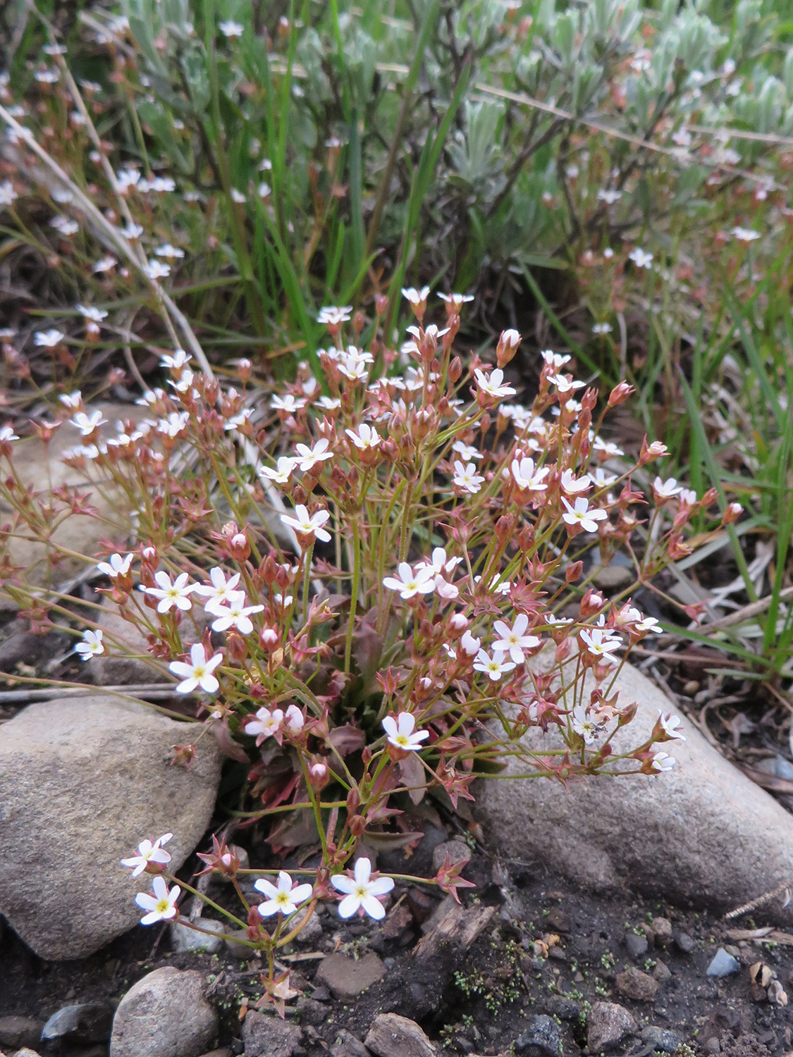The northern rock jasmine (Androsace septentrionalis) is a widespread wildflower that is providing clues to local species extinction due to climate warming. Anne Marie Panetta