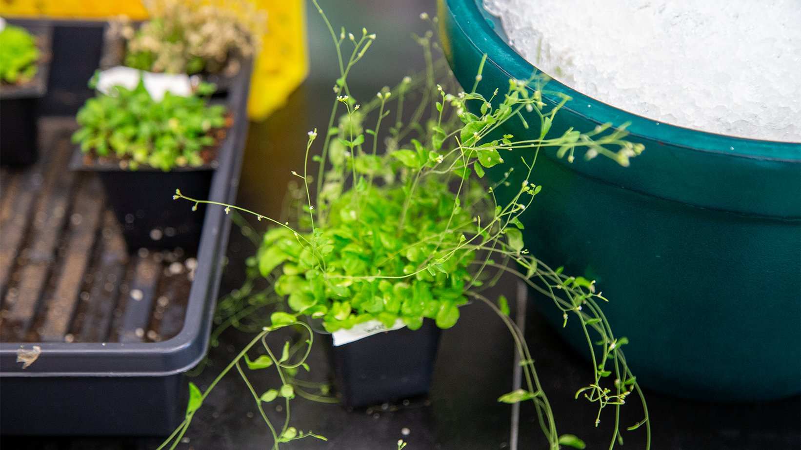 Bright green seedling with trailing stems in small black pot beside teal container
