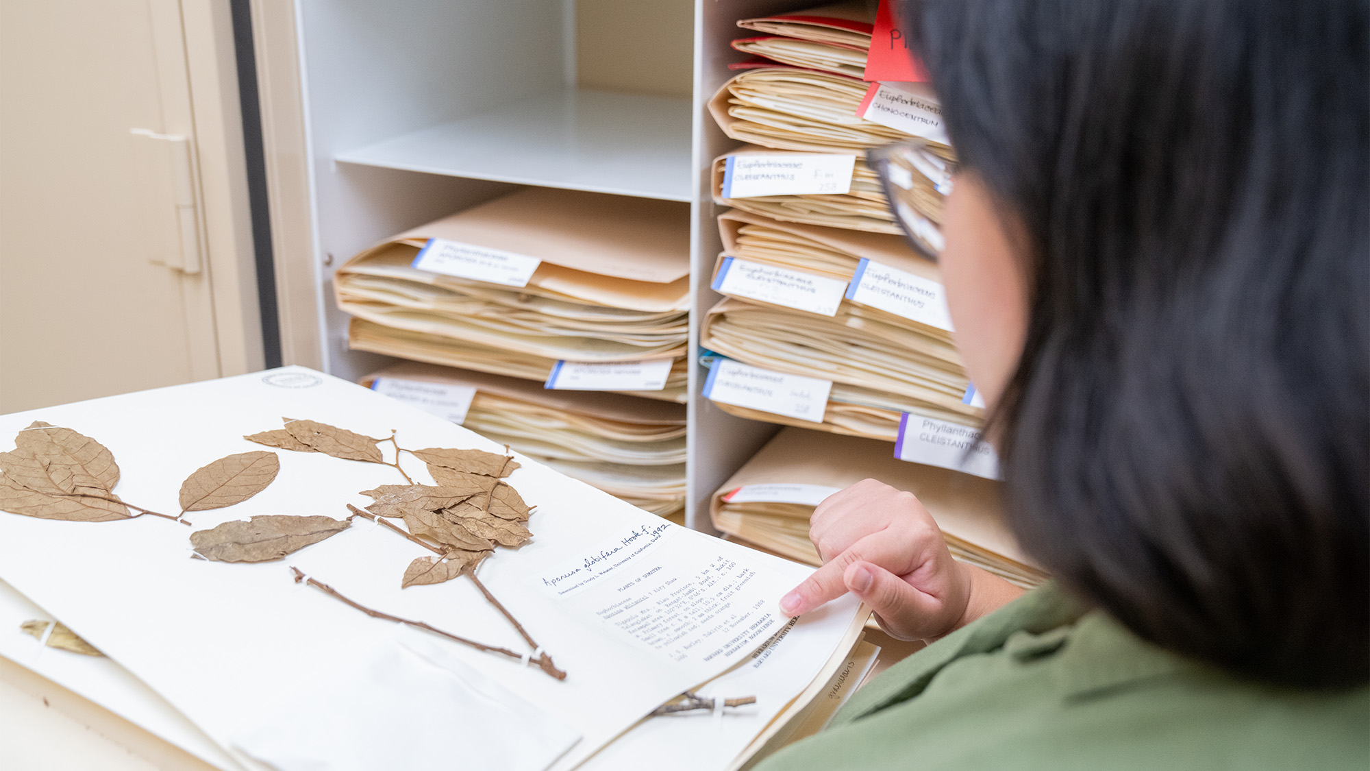 Person examining pressed plant specimen with magnifying glass in herbarium