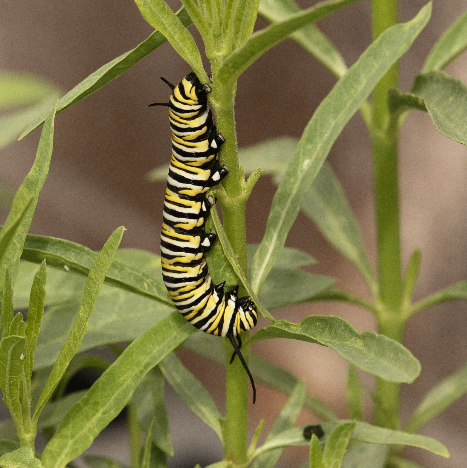 Caterpillar on leaf