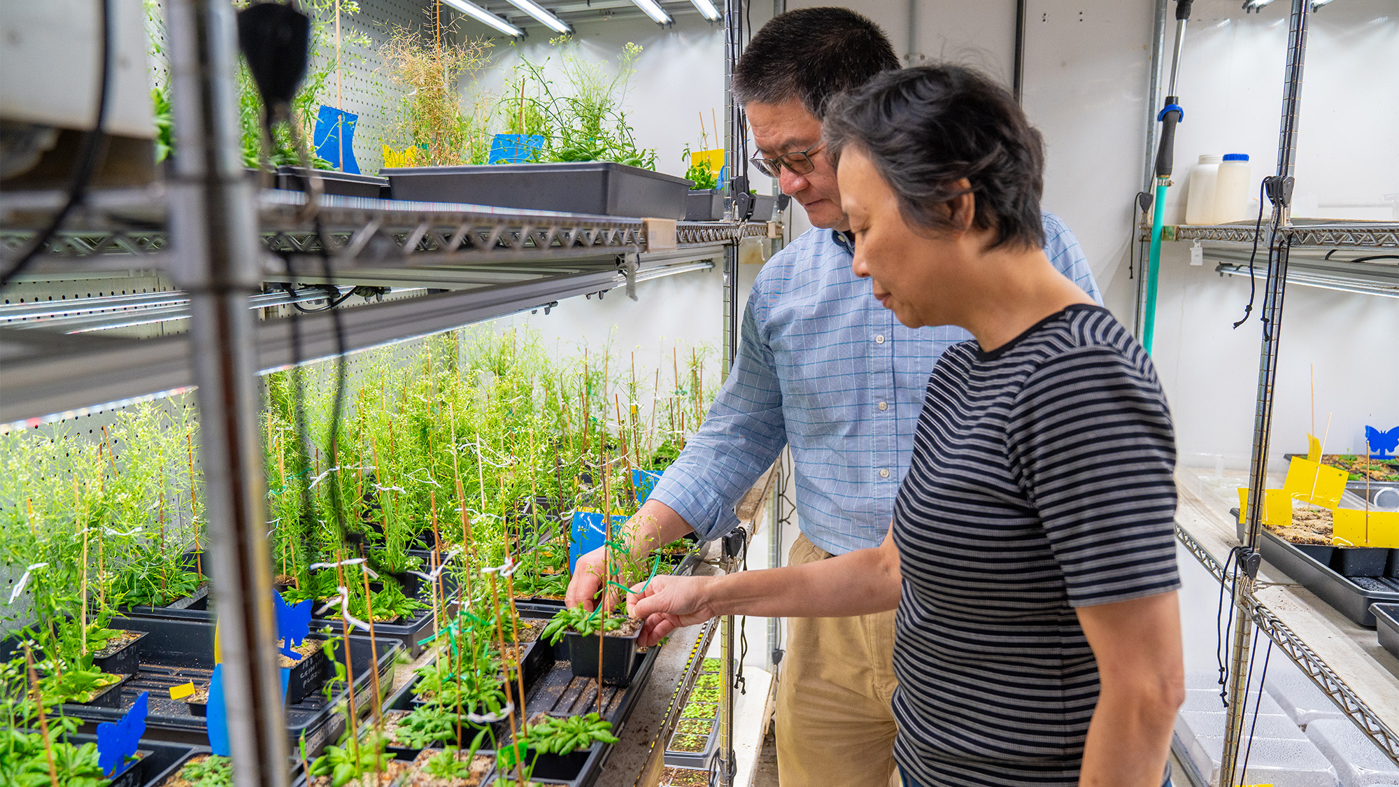 Two researchers examining seedlings on metal lab shelves, one pointing at a plant.