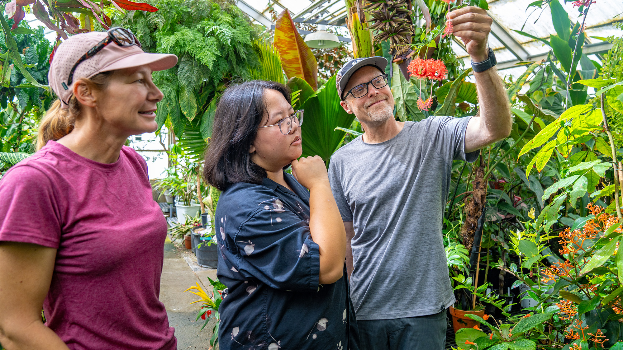 Three people in a lush greenhouse examining hanging red tropical fruit, smiling