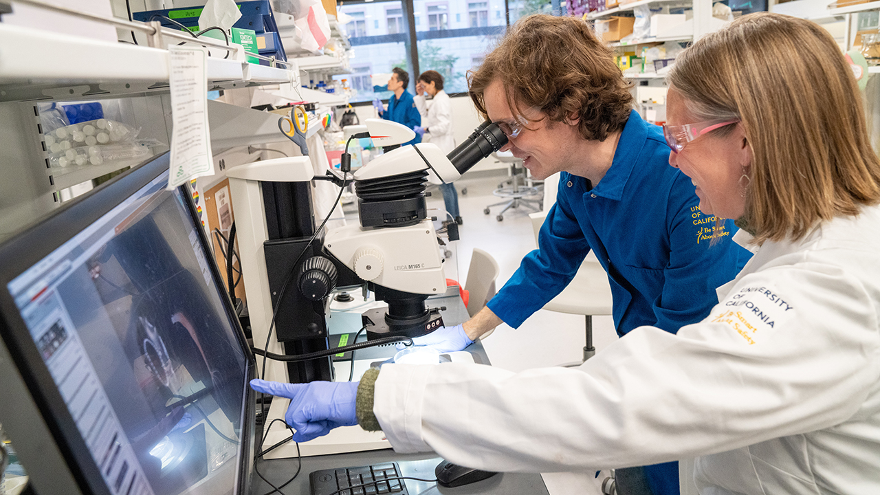 Ben Cox and Celina Juliano, an associate professor of molecular and cellular biology, study the regenerative abilities of Hydra vulgaris, a small freshwater animal that is related to jellyfish. (Sasha Bakhter / UC Davis)