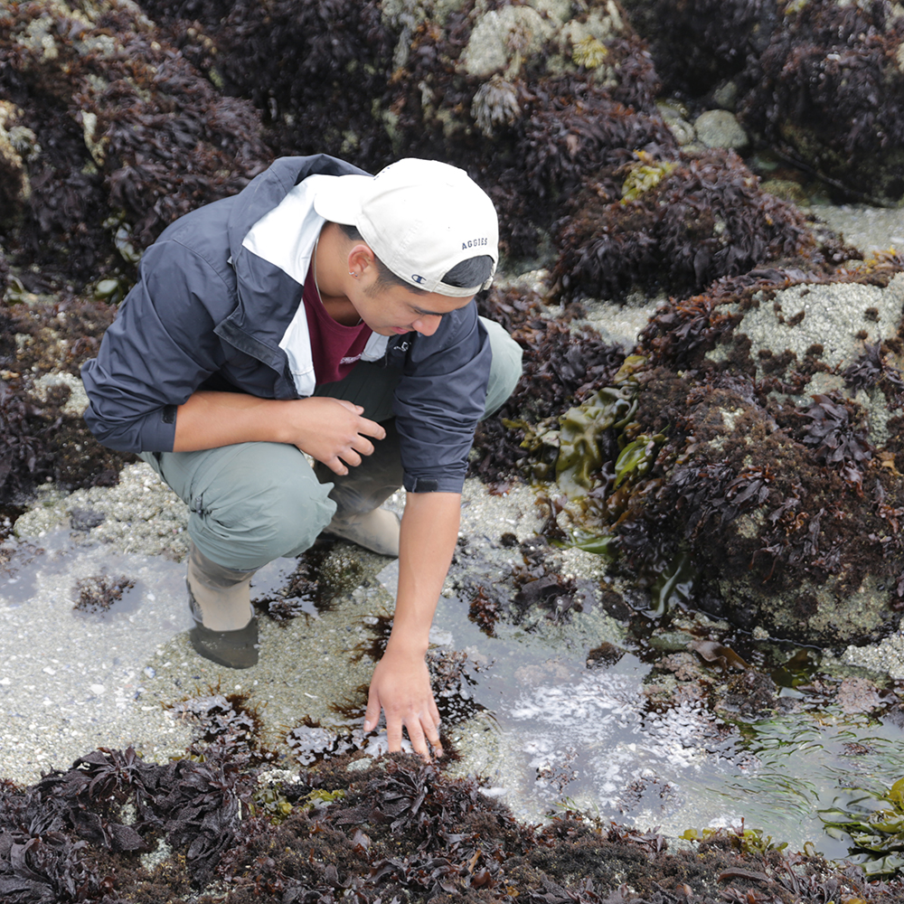 A person wearing a jacket, green pants, and a white baseball cap kneels near a tide pool, examining marine life among rocks and seaweed.