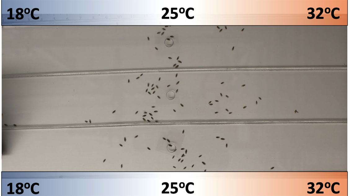 Fruit flies gather in the center of a chamber with a temperature gradient from 18°C to 32°C.