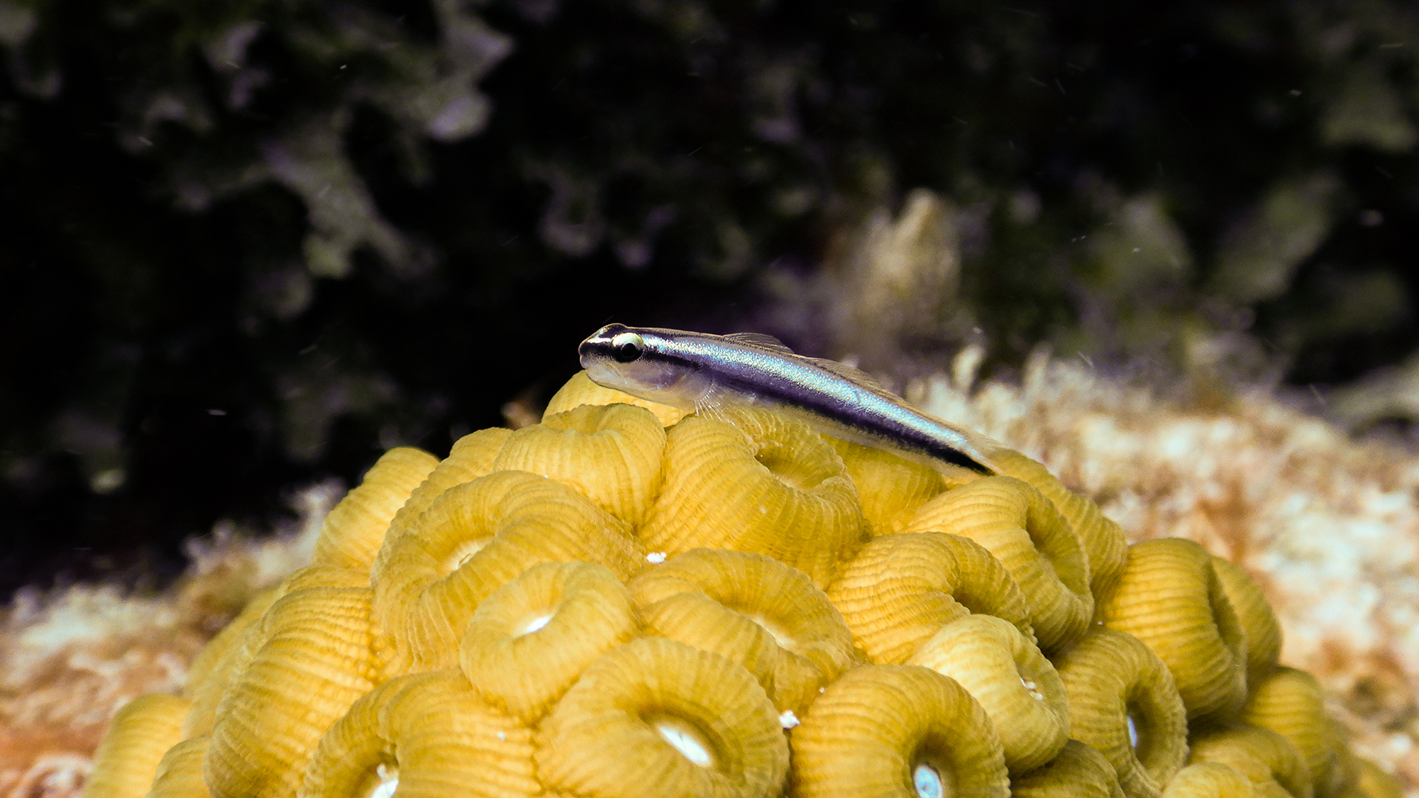A cleaner goby with a black stripe along its body perches atop a colony of yellow coral polyps in a marine environment.
