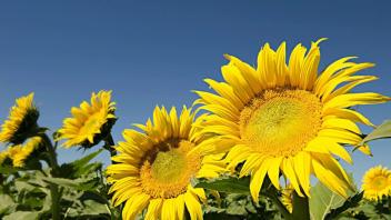 Sunflower against blue sky