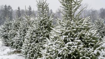 Snow-covered Christmas trees in a tree farm, with rows of evergreens blanketed in fresh white snow, surrounded by a backdrop of bare and evergreen trees under an overcast winter sky.