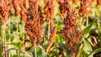 Sorghum plants are a staple crop in sub-Saharan Africa, but up to 20% of annual sorghum yields are lost due to witchweed, a parasitic plant. New work by Siobhan Brady at UC Davis has revealed how soil microbes help sorghum plants resist witchweed infections.
