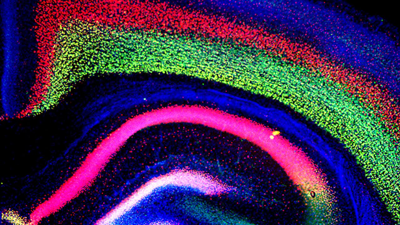 In this mouse cortex, a mutation in the CHD8 gene caused increased brain size, or megalencephaly, a condition also present in people with autism spectrum disorder. The colored sections correspond to different layers of the developing cortex. Alex Nord/UC Davis mouse cortex