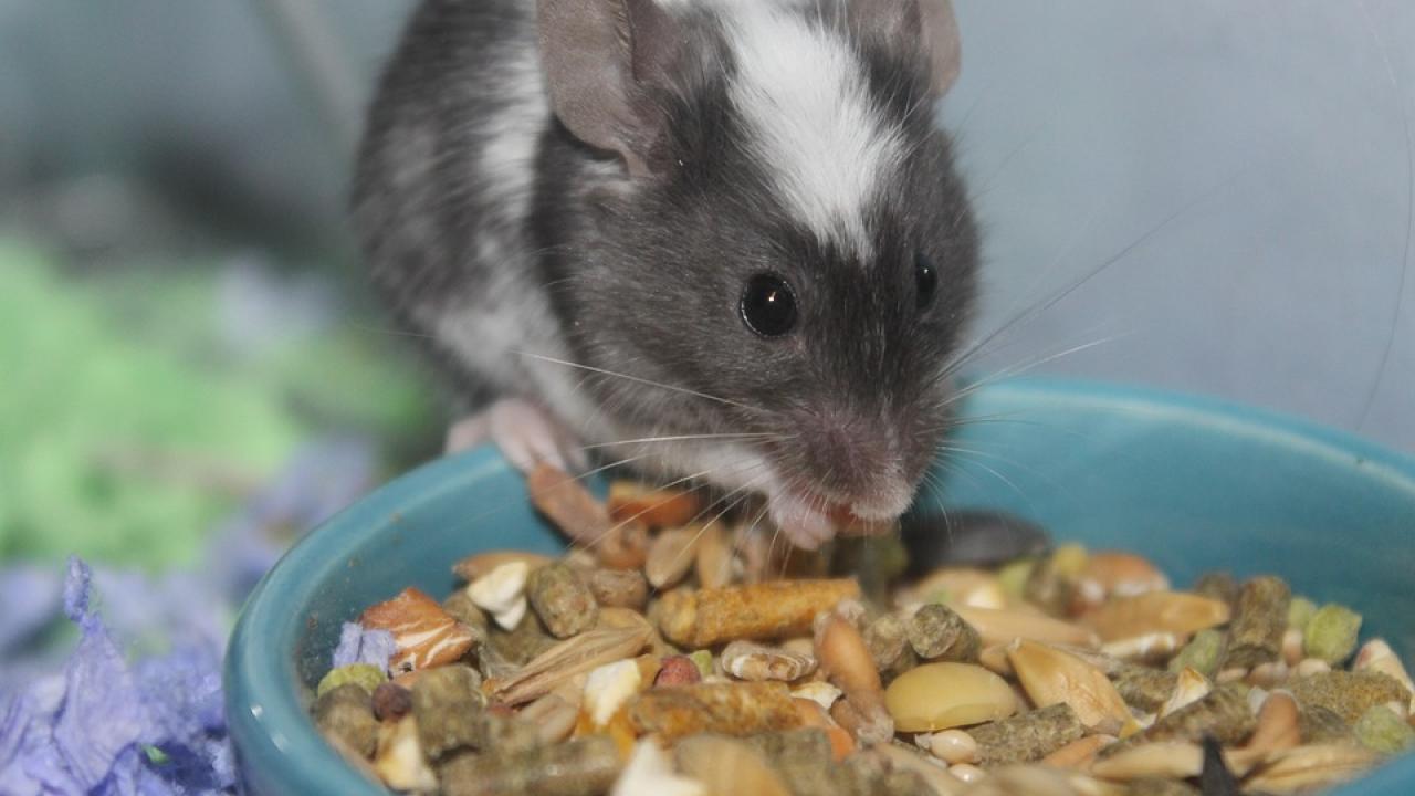 In a study appearing in Endocrinology, researchers identified the hormone fibroblast growth factor-21 (FGF21) as a control for regulating dietary protein intake in male mice. Pixabay Mouse eating food