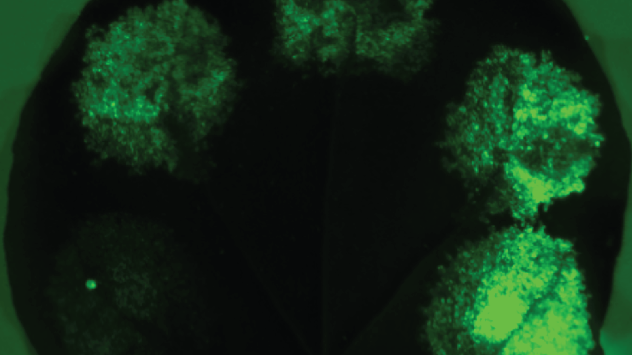 A leaf with various synthetic promoters expressing Green Fluorescent Protein