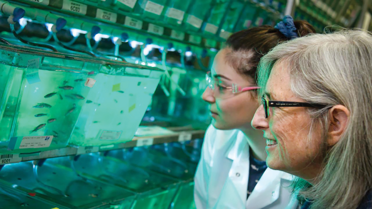 Graduate student Masuda Sharifi and Professor Sean Burgess use zebrafish to understand how errors in meiosis lead to birth defects and miscarriage. David Slipher/UC Davis Graduate student Masuda Sharifi and Professor Sean Burgess