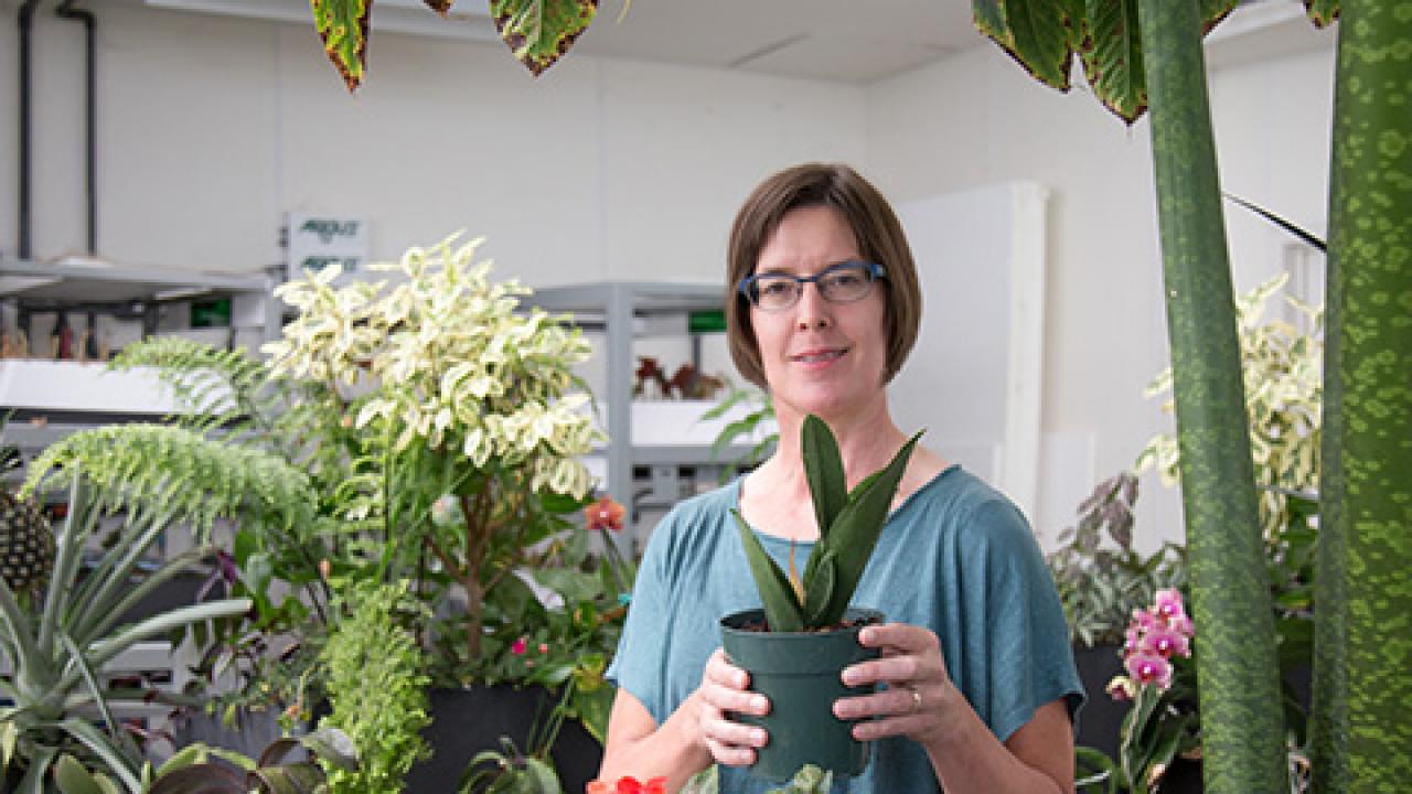 Stacey Harmer visits the Life Sciences Building Greenhouse. David Slipher/UC Davis Stacey Harmer visits the Life Sciences Building Greenhouse. David Slipher/UC Davis
