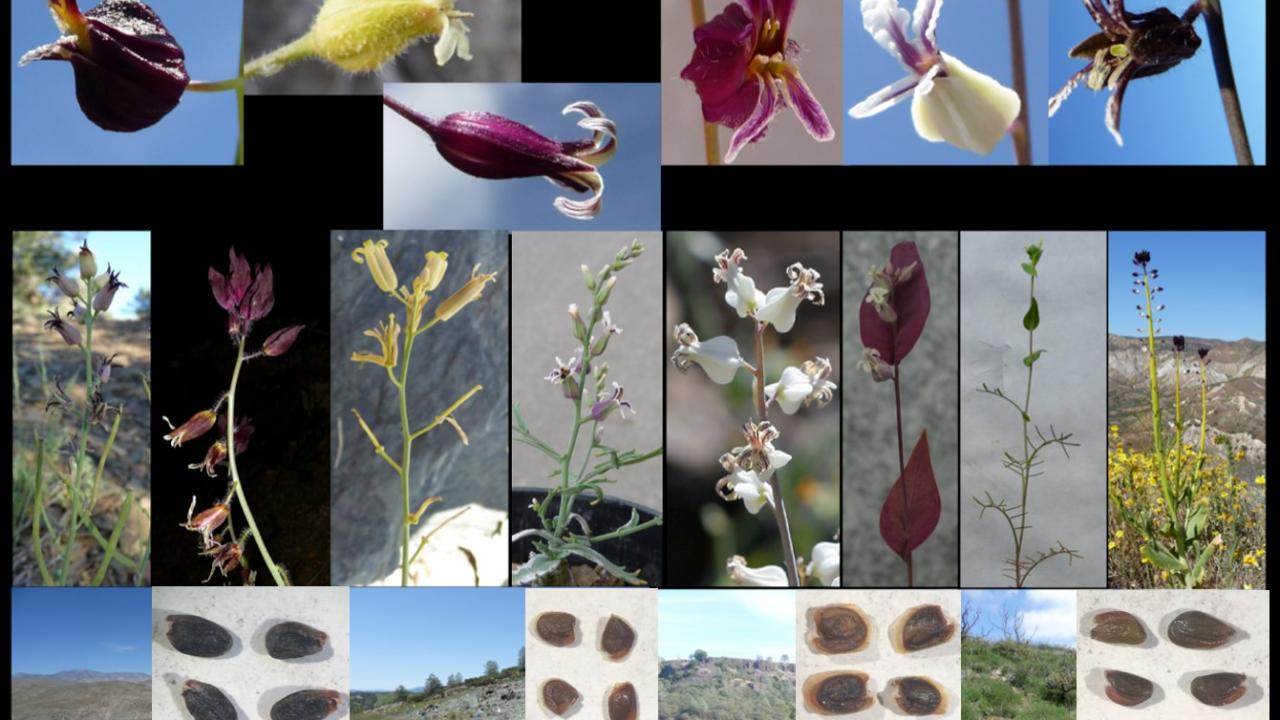 UC Davis researchers will investigate germination using species of jewelflowers (Streptanthus). Photos by Sharon Strauss and Ivalu Cacho A composite image of various jewelflowers