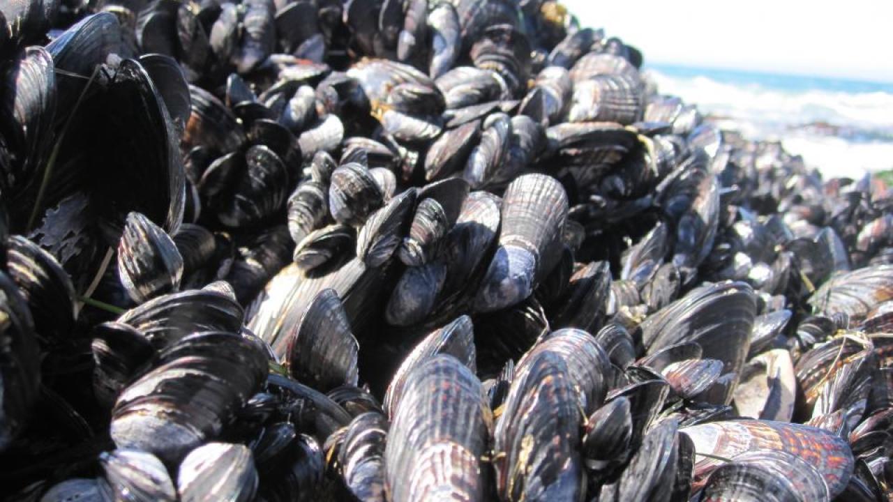 This bed of mussels at Bodega Marine Reserve provides habitat for an ecosystem of smaller species. (Photo: Laura Jurgens) This bed of mussels at Bodega Marine Reserve provides habitat for an ecosystem of smaller species. (Photo: Laura Jurgens)