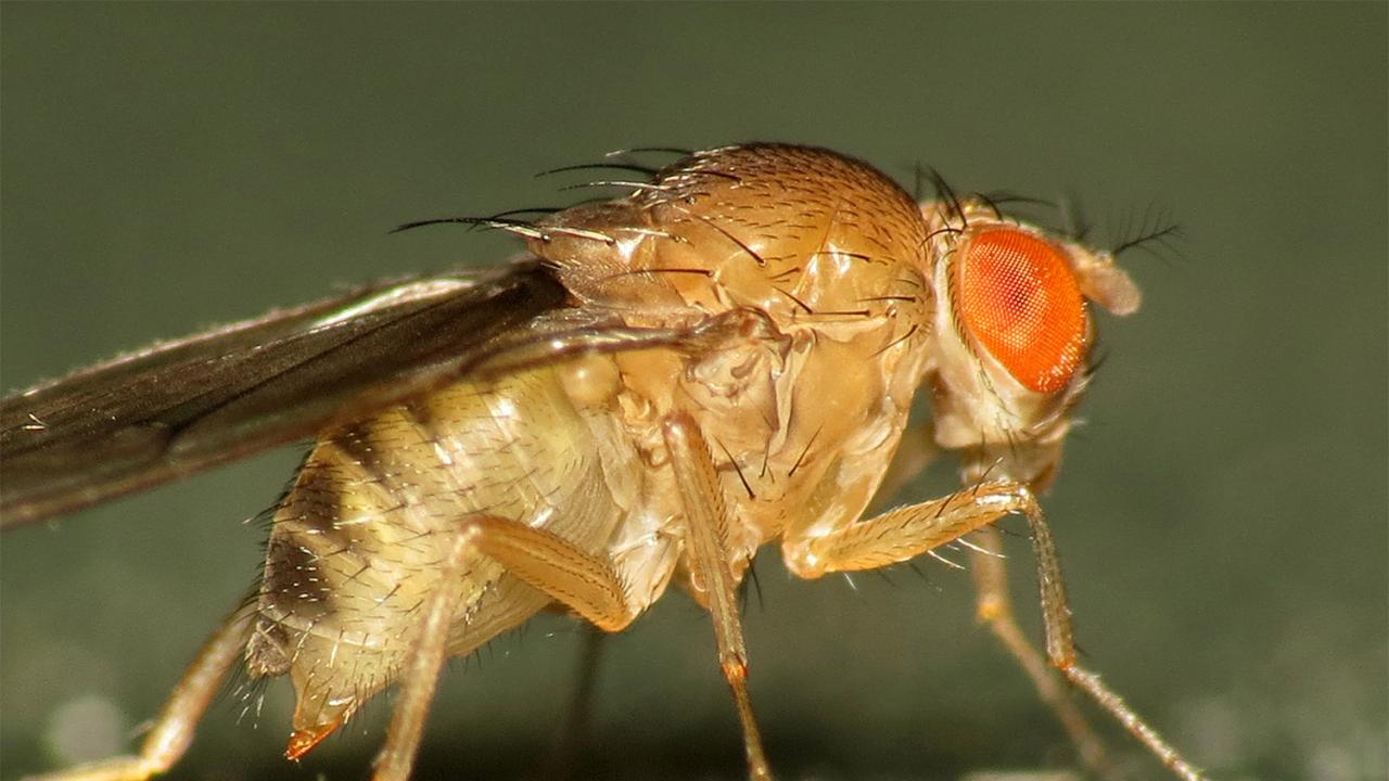 Genomic tools may help provide some fundamental predictability regarding adaptive evolution in fruit flies. Martin Cooper Genomic tools may help provide some fundamental predictability regarding adaptive evolution in fruit flies. Martin Cooper