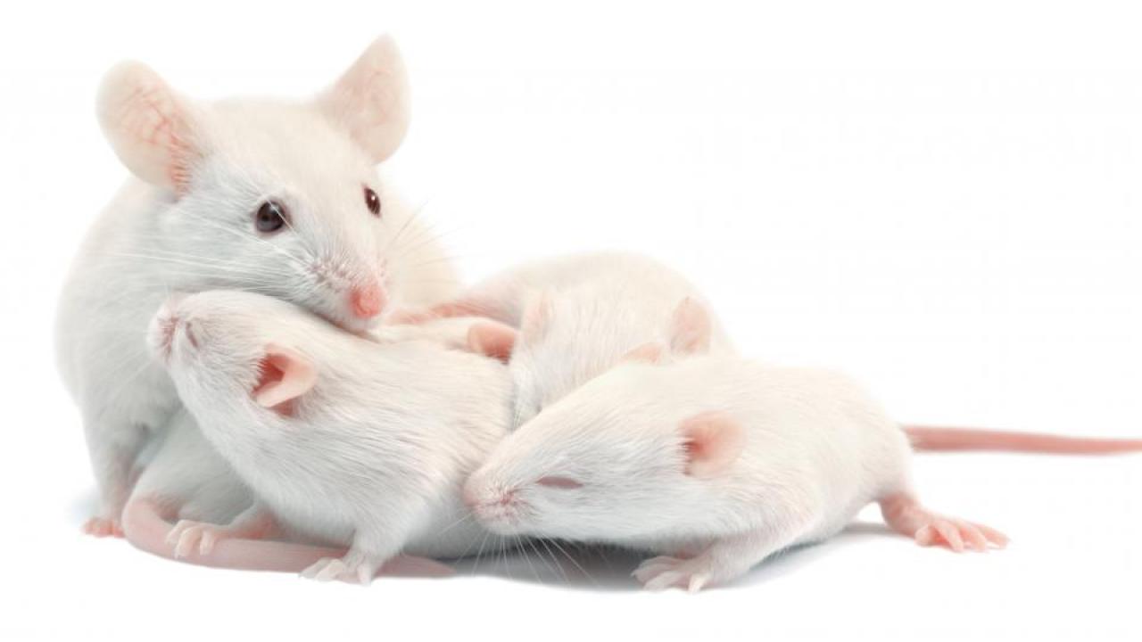 Studies with laboratory mice at the UC Davis Center for Neuroscience show how activation of the mother’s immune system during pregnancy can lead to neurological problems in offspring. Researchers have now found a way to detect which mice are susceptible to this effect. (Getty Images) Mice