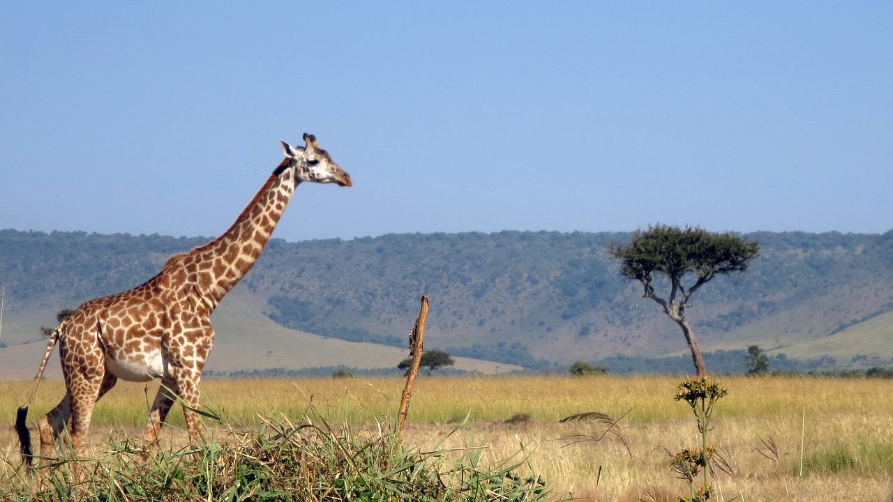 Giraffe