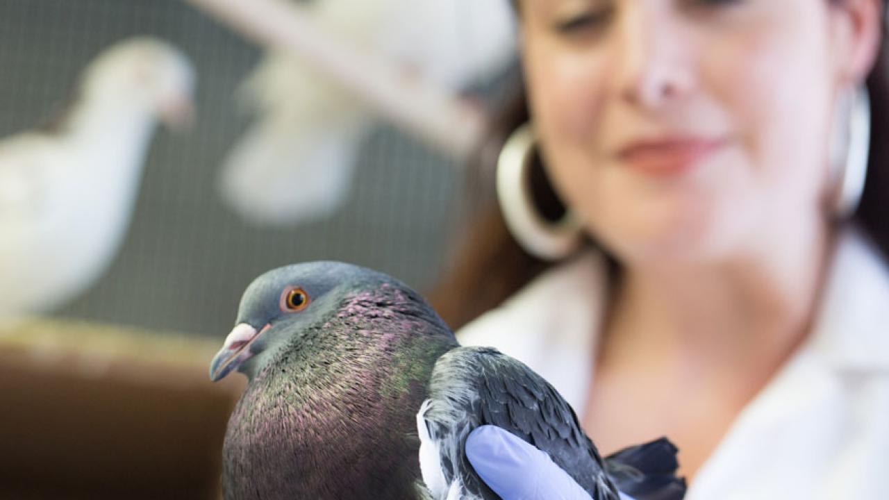 UC Davis Assistant Professor Rebecca Calisi displays one of her feathered research friends. (David Slipher/UC Davis photo)