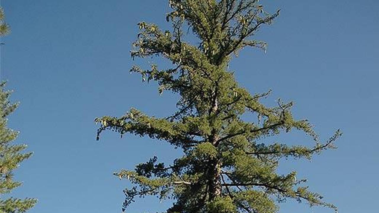 This cone-laden sugar pine grows in the Stanislaus-Tuolumne Experimental Forest of California's Stanislaus National Forest. The genome of California’s legendary sugar pine, which naturalist John Muir declared to be “king of the conifers” more than a century ago, has been sequenced by a research team led by UC Davis scientists.