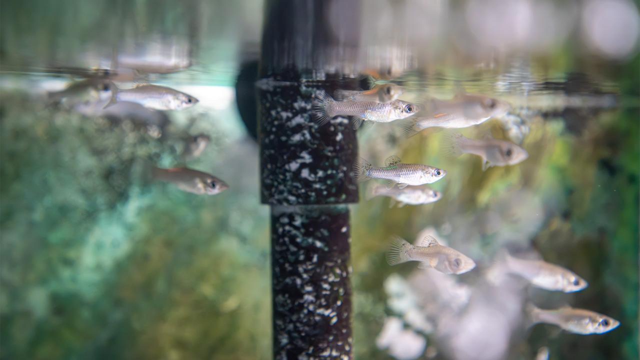 Small translucent schooling fish around a bubbling aquarium filter tube, green background