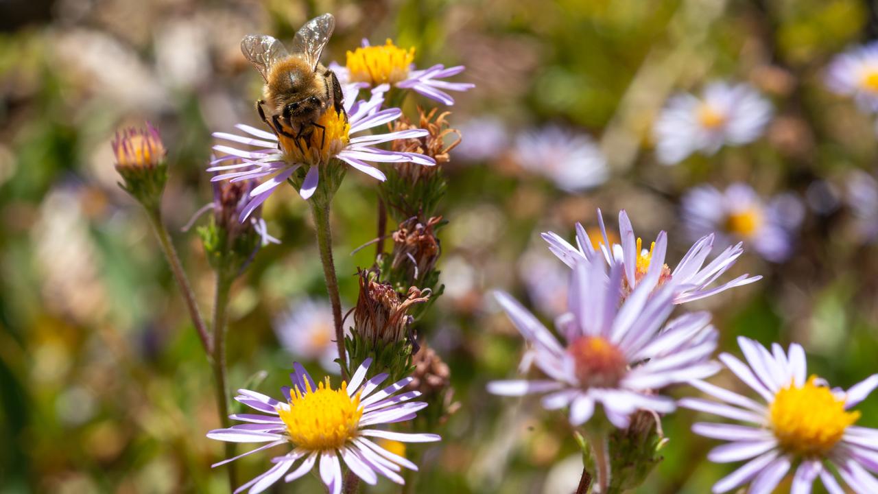 Close-up of a bee pollinating a vibrant purple aster flower, surrounded by several other asters in bloom, with a blurred natural background of greenery and more scattered flowers.