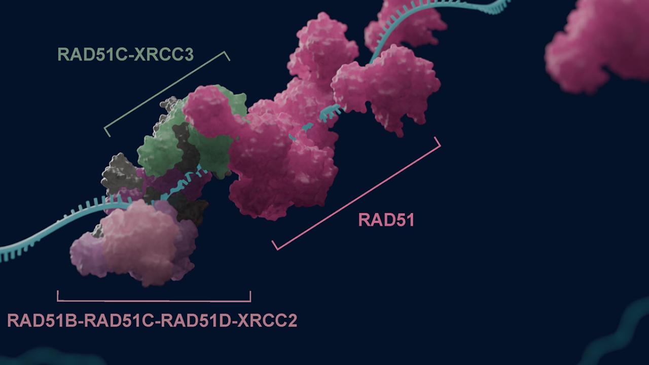 Molecular structure illustration featuring colored protein complexes on a dark background.