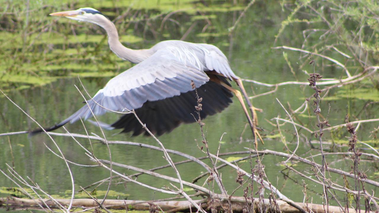 Heron taking flight