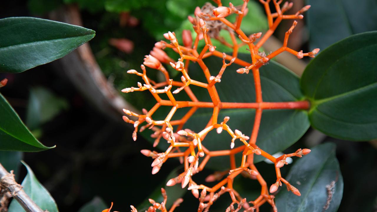 Closeup of branching red flower