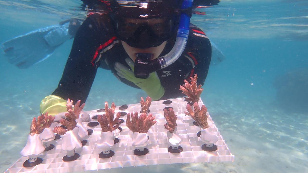 A diver holds a tray of coral fragments underwater, surrounded by clear blue water.