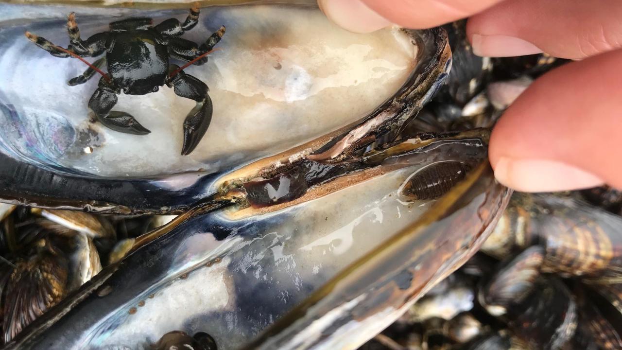Crab in mussel bed