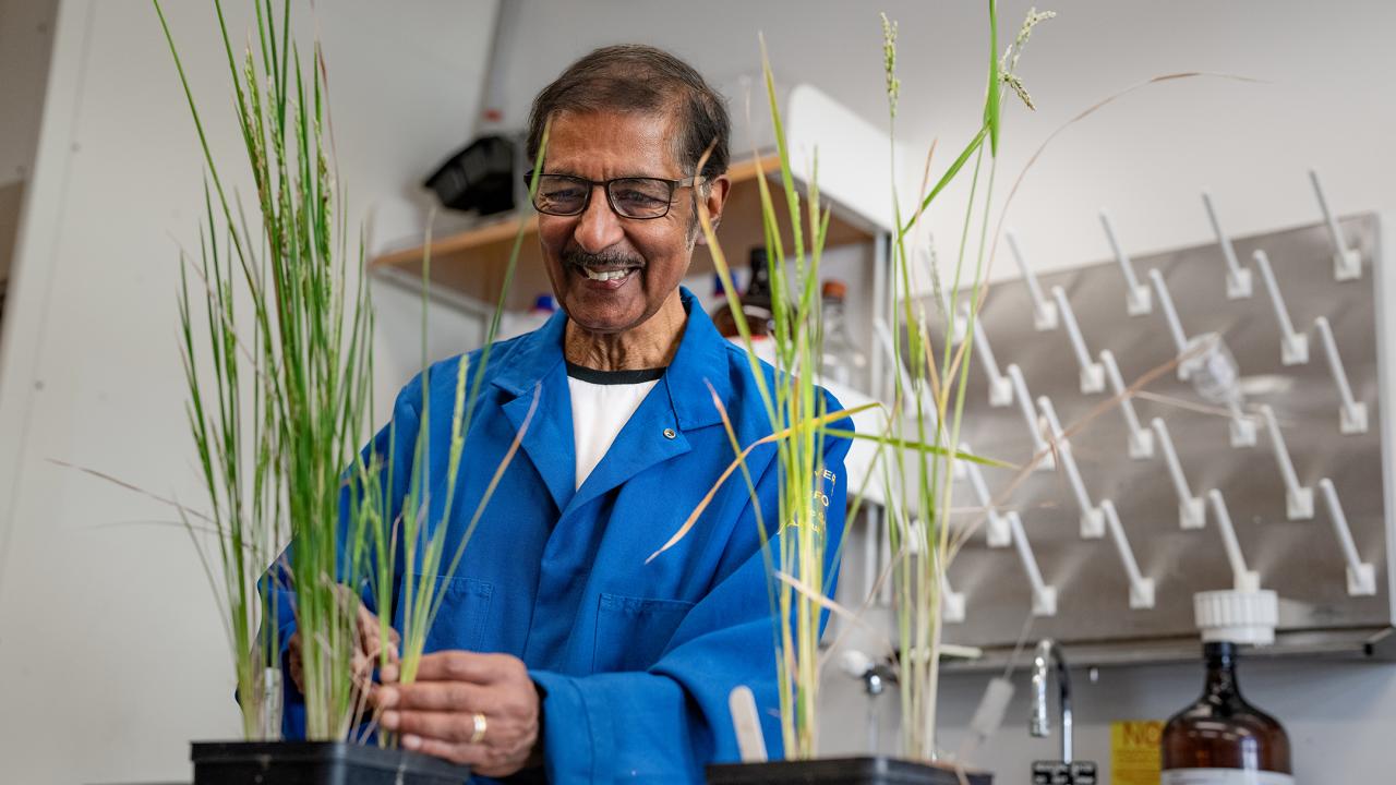 Venkatesan Sundaresan, a plant reproduction biologist has received has been awarded a 2024 Wolf Prize in Agriculture for his groundbreaking work on plant reproduction, which led to a method for producing clonal plant seeds called “synthetic apomixes.” (Jael Mackendorf / UC Davis)