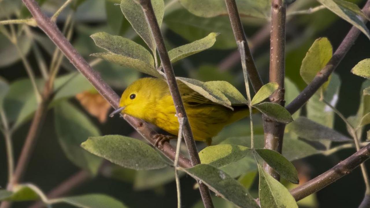 Yellow warbled
