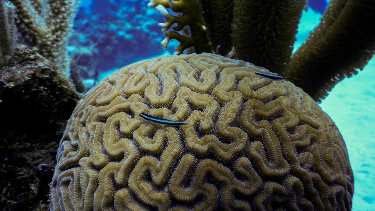 Two cleaner gobies are seen on the surface of a large brain coral structure, surrounded by soft corals in a vibrant reef environment.