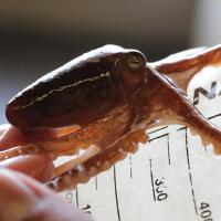 Octopus on ruler