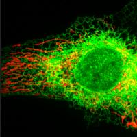 Image of cell