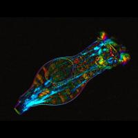 Oocyte