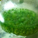 The pigments responsible for the blue-green color of cyanobacteria enable phytochromes in plants to sense light. Joydeep via Wikimedia
