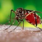 Aedes aegypti carries dengue, yellow fever, Zika and other viruses. (CDC photo)