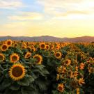 Sunflowers near the UC Davis campus. New campus research shows how sunflowers use their circadian clock to anticipate the dawn and follow the sun across the sky during the day. (Chris Nicolini, UC Davis)