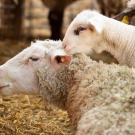 Sheep